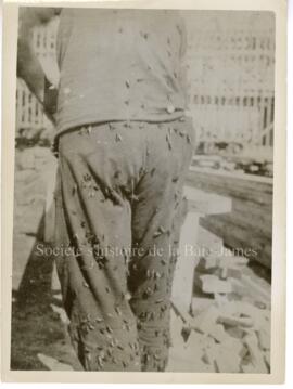 Homme sciant du bois, recouvert de taons.