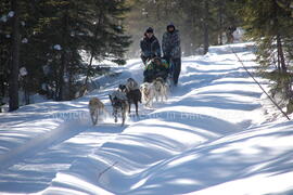 Sortie en traîneau à chien au centre Alaskan du Nord