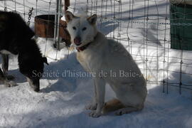 Chien de traîneau au centre Alaskan du Nord