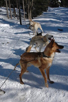 Chien de traîneau au centre Alaskan du Nord