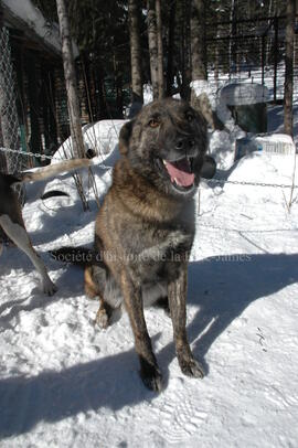 Chien du centre Alaskan du Nord
