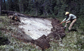 Louis Fortin rolling moss on otc.