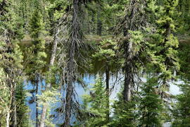 Parc Obalski, Chibougamau