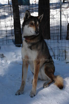 Chien de traîneau au centre Alaskan du Nord