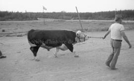 Un homme tirant une vache au Festival Western de Lebel-sur-Quévillon