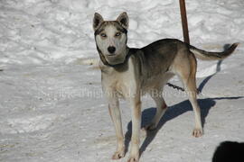 Chien de traîneau au centre Alaskan du Nord