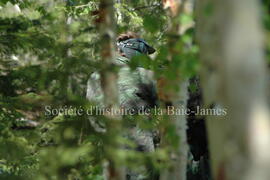 Partie de paintball à Chibougamau