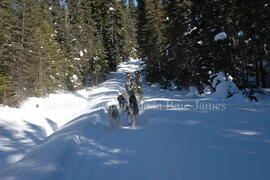 Sortie en traîneau à chien au centre Alaskan du Nord