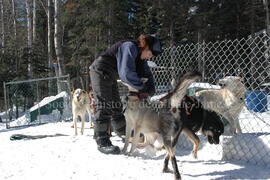Chiens du centre Alaskan du Nord