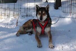 Chien du centre Alaskan du Nord