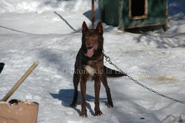 Chien de traîneau au centre Alaskan du Nord