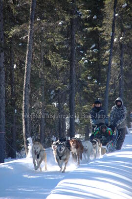 Sortie en traîneau à chien au centre Alaskan du Nord