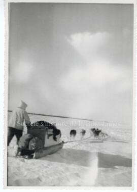 Attelage de chiens de traîneaux