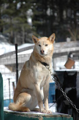 Chien de traîneau au centre Alaskan du Nord