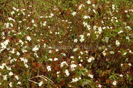 Parc Obalski, Chibougamau