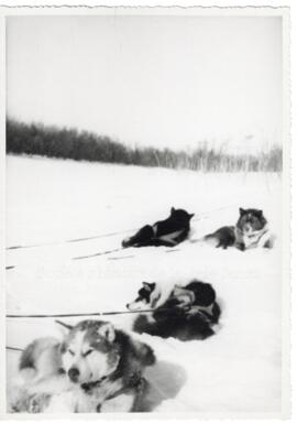 Attelage de chiens de traîneaux