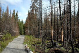 Parc Obalski, Chibougamau