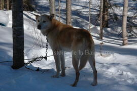 Chien de traîneau au centre Alaskan du Nord