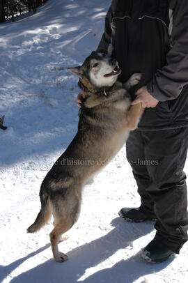 Chien de traîneau au centre Alaskan du Nord