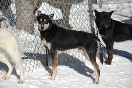 Chiens de traîneau au centre Alaskan du Nord