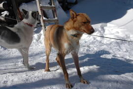 Chiens de traîneau au centre Alaskan du Nord