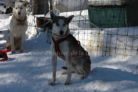 Chien du centre Alaskan du Nord