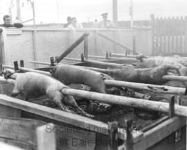 Cuisson de porcs et de moutons par Jos Savage devant l’hôtel de ville de Chibougamau