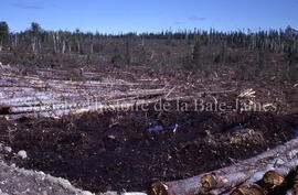 Clearcut forest, pile wood and muck