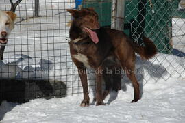 Chien de traîneau au centre Alaskan du Nord