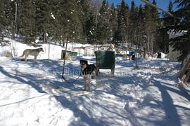 Chiens de traîneau au centre Alaskan du Nord