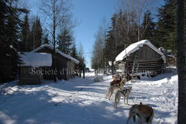 Chiens au centre Alaskan du Nord