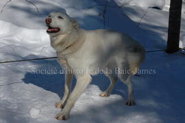 Chien de traîneau au centre Alaskan du Nord