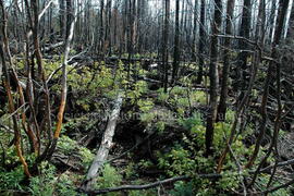 Parc Obalski, Chibougamau