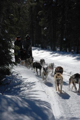 Sortie en traîneau à chien au centre Alaskan du Nord