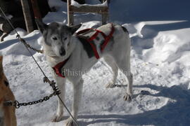 Chien au centre Alaskan du Nord