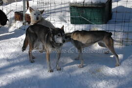 Chiens de traîneau au centre Alaskan du Nord