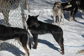 Chien de traîneau au centre Alaskan du Nord