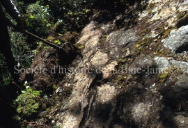 Peeling off moss to get at outcrop.