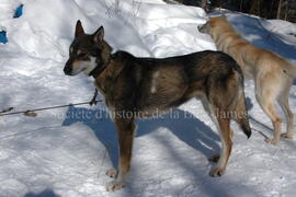 Chiens de traîneau au centre Alaskan du Nord