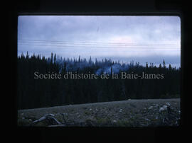 Incendie dans la forêt