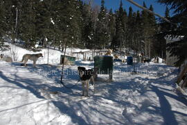 Chiens de traîneau au centre Alaskan du Nord