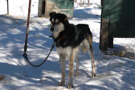 Chien de traîneau au centre Alaskan du Nord