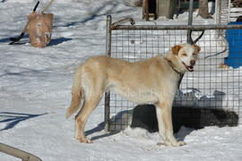 Chien de traîneau au centre Alaskan du Nord