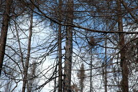 Parc Obalski, Chibougamau