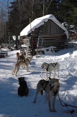 Chiens au centre Alaskan du Nord