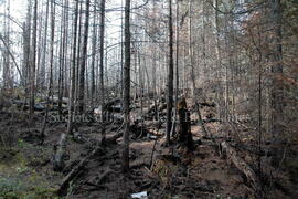 Parc Obalski, Chibougamau