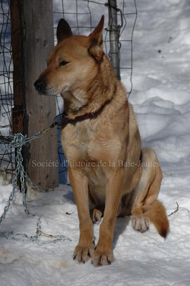 Chien de traîneau au centre Alaskan du Nord