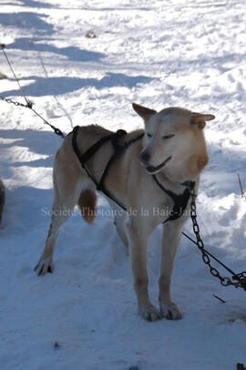 Chien au centre Alaskan du Nord