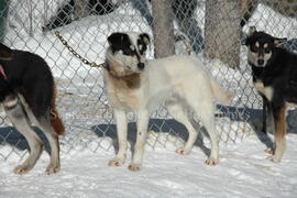 Chien de traîneau au centre Alaskan du Nord