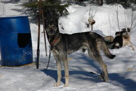 Chien de traîneau au centre Alaskan du Nord